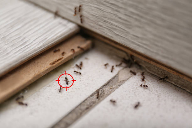 Pest Control for Restaurants in Manorville, NY