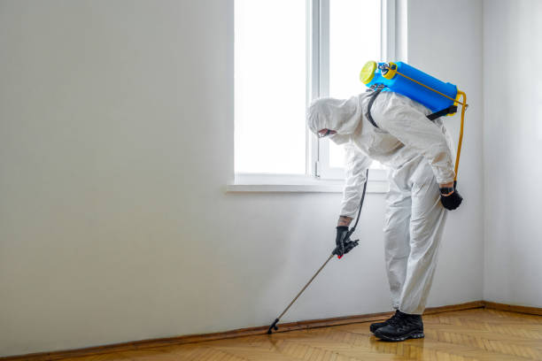 Best Flea Control Services  in Manorville, NY