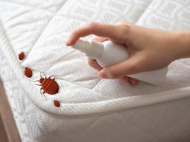 Best Best Pest Control Companies  in Manorville, NY