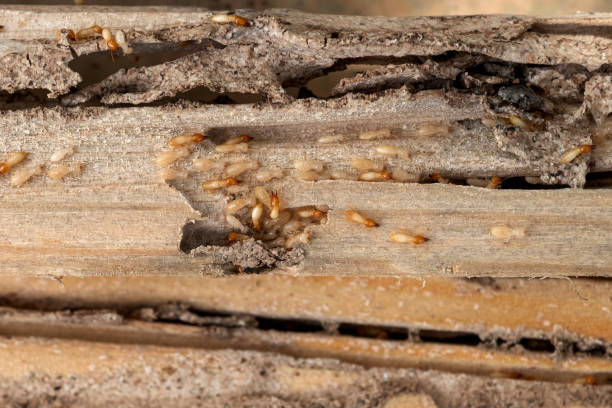 Best Exterminator Services  in Manorville, NY