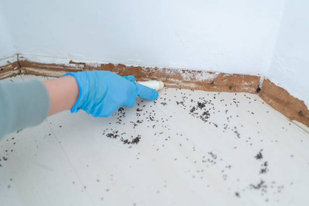 Pest Prevention Services in Manorville, NY